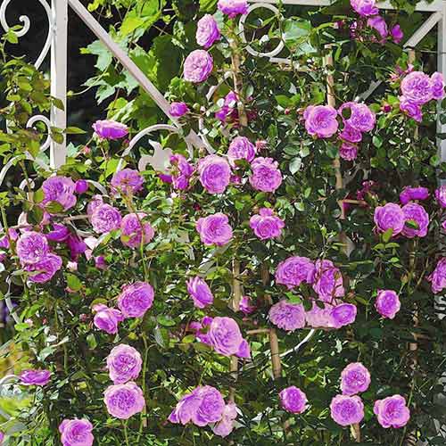 Vijoklinė rožė Blue & Violet interface.image 1 interface.art 2158