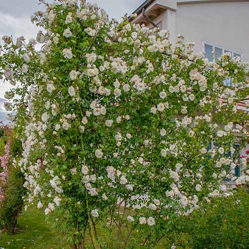 Vijoklinė rožė Climbing Iceberg® interface.image 1 interface.art 5491