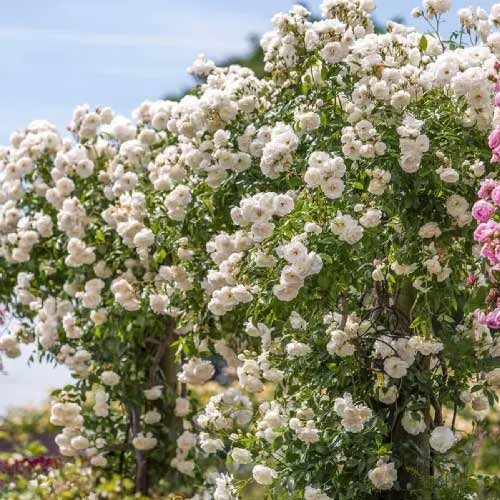 Vijoklinė rožė Climbing Iceberg, root ball interface.image 1 interface.art 2148