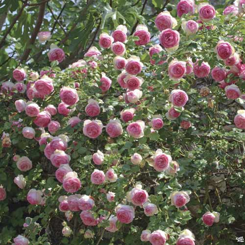 Vijoklinė rožė Eden Rose®, C3 interface.image 1 interface.art 4559