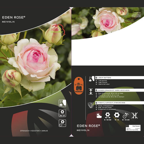 Vijoklinė rožė Eden Rose®, C3 interface.image 3 interface.art 4559