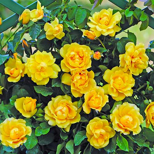 Vijoklinė rožė Golden Gate® interface.image 1 interface.art 5494