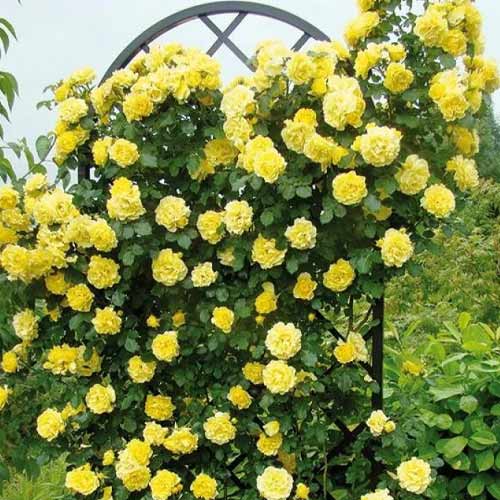 Vijoklinė rožė Golden Showers, root ball interface.image 1 interface.art 2157