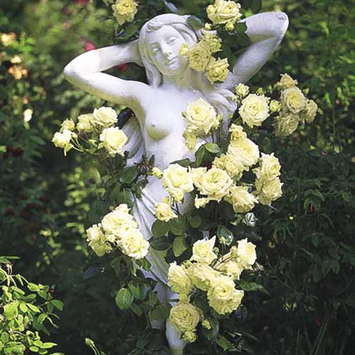 Vijoklinė rožė Green interface.image 1 interface.art 2162