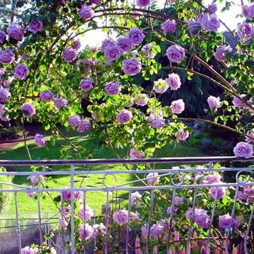 Vijoklinė rožė Indigoletta, root ball interface.art nuotrauka 1 Vijoklinė rožė Indigoletta, root ball interface.image 1 interface.art 2164