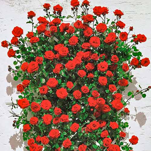 Vijoklinė rožė Mushimara, root ball interface.image 1 interface.art 2171