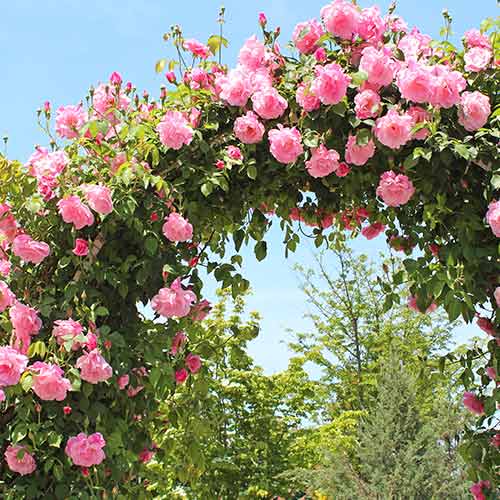 Vijoklinė rožė Pink, root ball interface.image 1 interface.art 2180