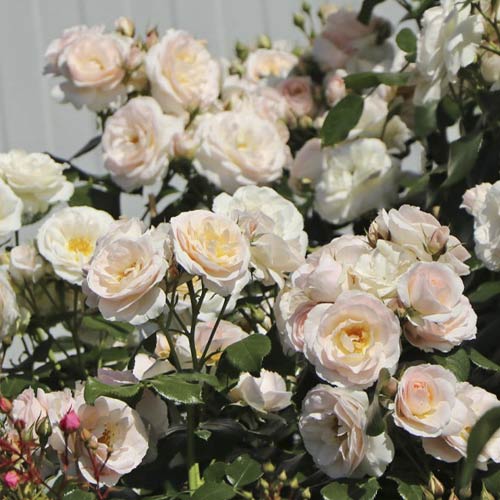 Rožės mini Lady Meillandina interface.art nuotrauka 1 Rožės mini Lady Meillandina interface.image 1 interface.art 6260