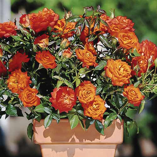 Rožės mini Orange Jewel interface.image 1 interface.art 6261