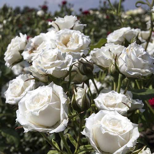 Rožės mini Sсhnee Princess interface.image 1 interface.art 6264