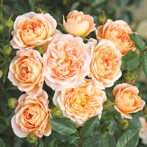 Rožės mini Sweet Dream interface.image 1 interface.art 6262