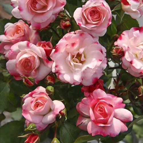 Rožės mini Triple Treat interface.art nuotrauka 1 Rožės mini Triple Treat interface.image 1 interface.art 6265