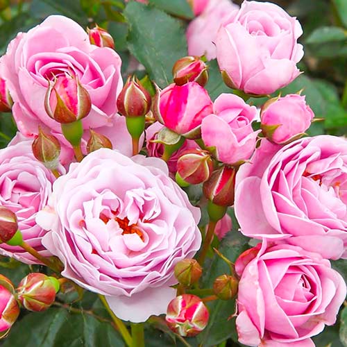 Rožės Nautica® interface.image 1 interface.art 5705