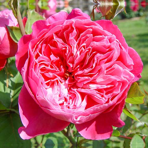 Stambiažiedė rožė Accademia® interface.image 1 interface.art 5547