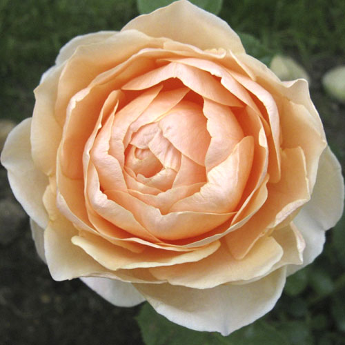 Stambiažiedė rožė Anna Fendi®, C5 interface.image 1 interface.art 5548