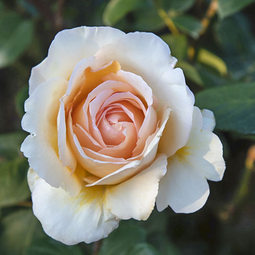 Stambiažiedė rožė Anna Fendi®, C5 interface.image 2 interface.art 5548