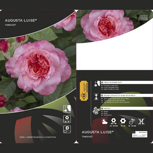 Stambiažiedė rožė Augusta Luise®, C3 interface.art nuotrauka 2 Stambiažiedė rožė Augusta Luise®, C3 interface.image 2 interface.art 4561