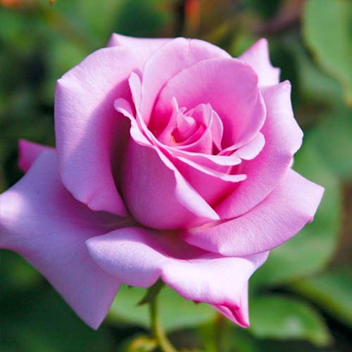 Stambiažiedė rožė Blue Girl interface.image 1 interface.art 5519