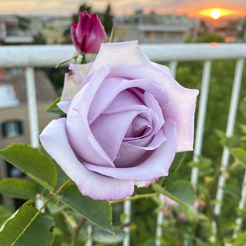 Stambiažiedė rožė Blue Monday®, C5 interface.image 2 interface.art 5528