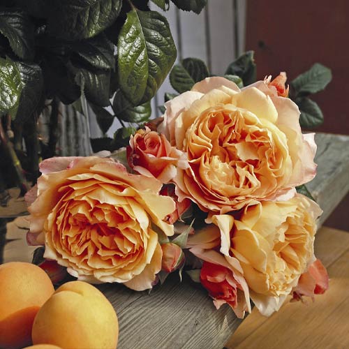 Stambiažiedė rožė Capri®, C5 interface.art nuotrauka 2 Stambiažiedė rožė Capri®, C5 interface.image 2 interface.art 5556