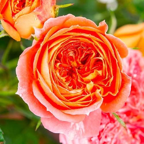 Stambiažiedė rožė Carmen interface.image 1 interface.art 5520