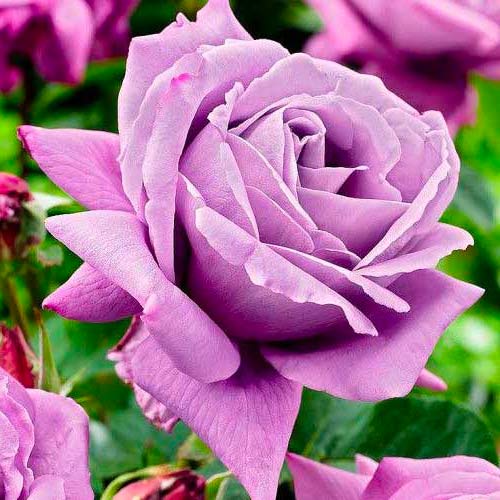 Stambiažiedė rožė Charley interface.image 1 interface.art 3657