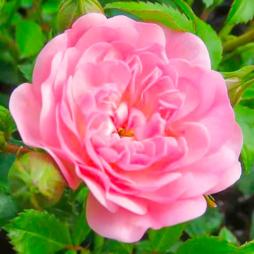 Stambiažiedė rožė Fairy interface.image 1 interface.art 3683