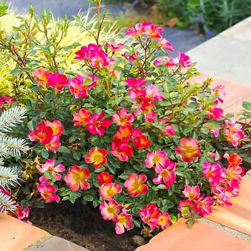 Stambiažiedė rožė Happy Chappy®, C5 interface.image 1 interface.art 5543