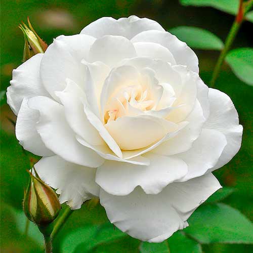 Rožės stambiažiedės Helga interface.art nuotrauka 1 Rožės stambiažiedės Helga interface.image 1 interface.art 5014