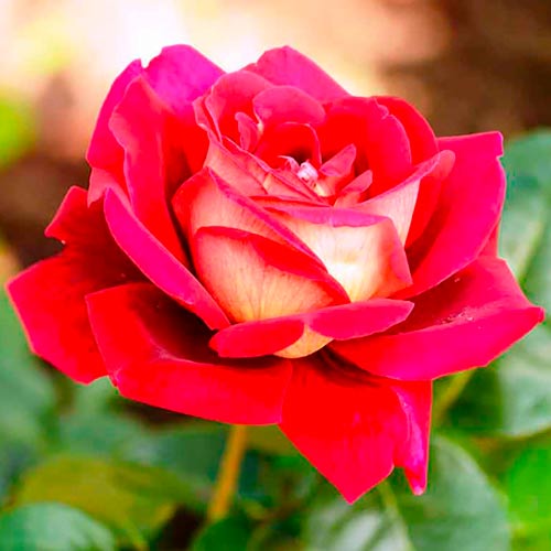 Stambiažiedė rožė (Rosa) Kronenburg interface.image 1 interface.art 2283