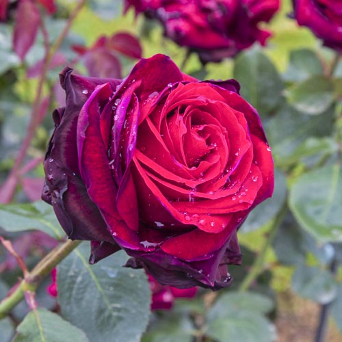 Stambiažiedė rožė Magia Nera®, C5 interface.image 2 interface.art 5533