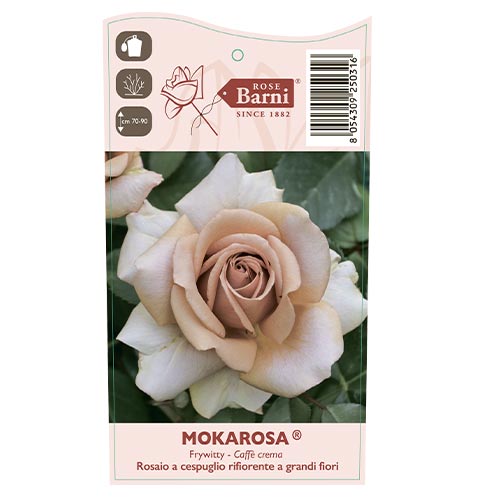 Stambiažiedė rožė Mokarosa®, C5 interface.art nuotrauka 3 Stambiažiedė rožė Mokarosa®, C5 interface.image 3 interface.art 5535