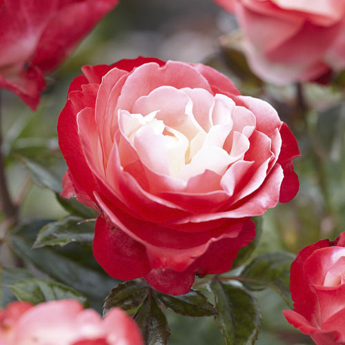 Stambiažiedė rožė Nostalgie®, C3 interface.image 1 interface.art 4563