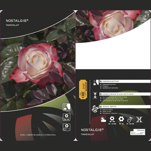 Stambiažiedė rožė Nostalgie®, C3 interface.image 2 interface.art 4563