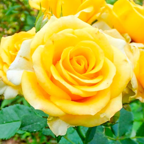 Stambiažiedė rožė Old Gold interface.image 1 interface.art 3666