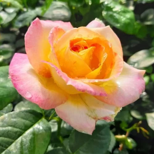 Stambiažiedė rožė Peace interface.image 1 interface.art 2293