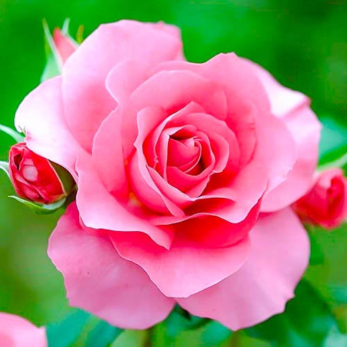 Stambiažiedė rožė Queen of England interface.image 1 interface.art 4987