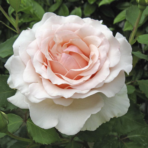 Stambiažiedė rožė Roberto Cappucci®, C5 interface.image 1 interface.art 5551