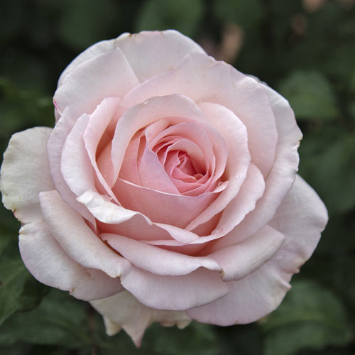 Stambiažiedė rožė Roberto Cappucci®, C5 interface.image 2 interface.art 5551