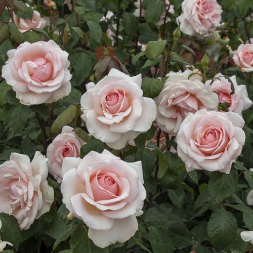 Stambiažiedė rožė Roberto Cappucci®, C5 interface.image 3 interface.art 5551