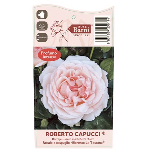 Stambiažiedė rožė Roberto Cappucci®, C5 interface.image 5 interface.art 5551