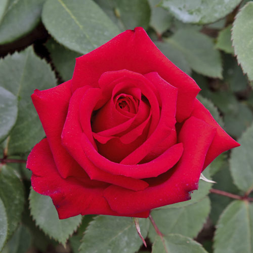 Stambiažiedė rožė Valentino®, C5 interface.image 1 interface.art 5539