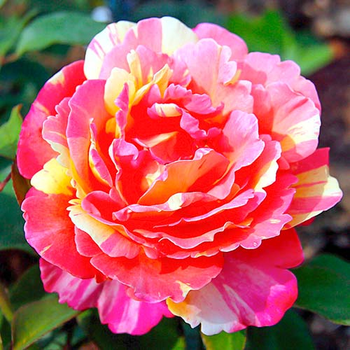 Stambiažiedė rožė Variegata di Barni® interface.art nuotrauka 1 Stambiažiedė rožė Variegata di Barni® interface.image 1 interface.art 5540