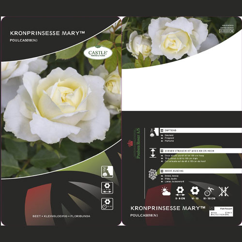Floribunda rožė Kronprinsesse Mary ®, С5 interface.image 2 interface.art 4970