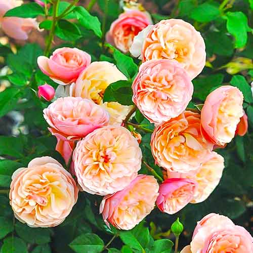 Krūminė rožė Eveline Wild interface.art nuotrauka 1 Krūminė rožė Eveline Wild interface.image 1 interface.art 4995