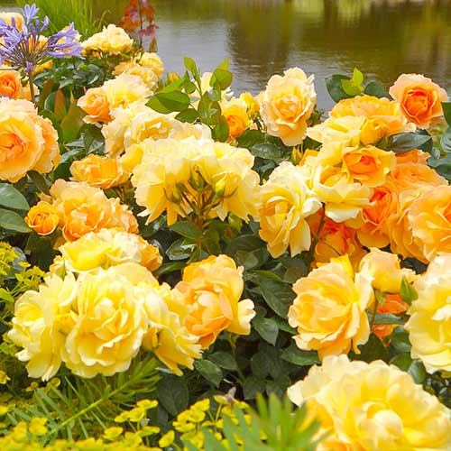 Krūminė rožė Hansestadt Rostock® interface.image 1 interface.art 5508