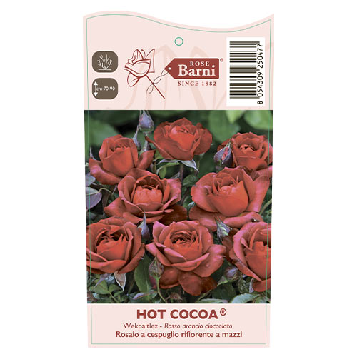Floribunda rožė Hot Cocoa®, C5 interface.image 5 interface.art 5509