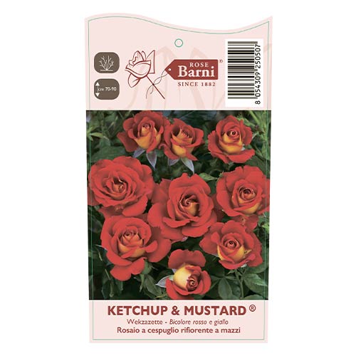 Floribunda rožė Ketchup & Mustard®, C5 interface.image 4 interface.art 5512