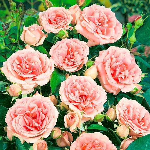 Floribunda rožė Kimono, root ball interface.art nuotrauka 1 Floribunda rožė Kimono, root ball interface.image 1 interface.art 2253