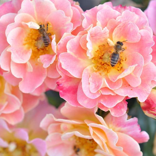 Rožių puokštė Mella Exotic interface.image 1 interface.art 4974